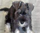 Standard Schnauzer szczeniak