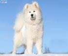 Samojed