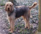 Otterhound