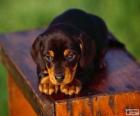 Black and Tan Coonhound szczeniak