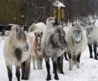 Yakutian koń pochodzących z Syberii