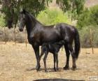 Vlaamperd koni pochodzących z Republiki Południowej Afryki