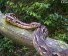 Madagaskar boa