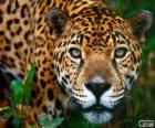 Szef Jaguar