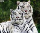 Biały Bengal Tigers