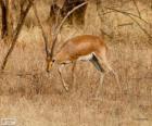 Gazela indyjska, chinkara