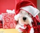 Pies z kapelusza Święty Mikołaj i jego ofiara