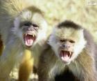 Kapucynów małpy