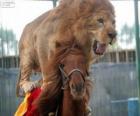 Lew i koń robi ich wydajność cyrk
