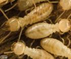 Termity wyglądają jak białe mrówki