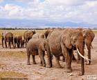 Grupa słoni