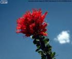Czerwony kwiat Ocotillo