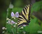 Wschodniej tiger swallowtail, motyl do wschodniej Ameryce Północnej