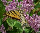 Kanadyjski Tiger Swallowtail motyl