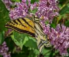 Jeden kanadyjski tiger swallowtail motyl na kwiat, znajduje się w większości prowincji i terytoriów Kanady