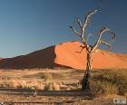 Namib, pustyni jest uważany za najstarszy pustyni na świecie, rozciąga się wzdłuż wybrzeża Namibia, Afryka. Światowego Dziedzictwa UNESCO od 2013 roku