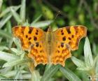 Piękny motyl żółty z ciemnymi plamami i skrzydła pełnego otwarcia
