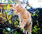 Kotek na drzewie