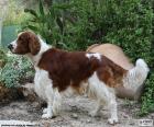 Springer Spaniel walijski