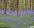 Las Hallerbos, Belgia