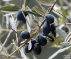 Czarny olive branch