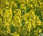 Kapusta rzepak jest rośliną z żółtych kwiatów, i jest uprawiane na całym świecie dla produkcji pasz, olej roślinny do spożycia przez ludzi i biodiesel