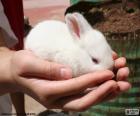 Biały królik, ręce