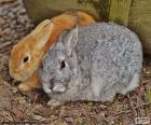 Kilka królików