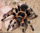 Tarantula wielkiego włochatego pająka