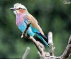 Liliowy breasted roller