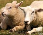 Dwie owce