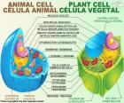 Komórki zwierząt i roślin
