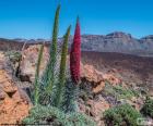 Teneryfa bugloss, Teneryfa