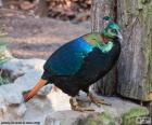 Olśniak himalajski samiec (Lophophorus impejanus), zamieszkuje w lasach Himalaya, jest ave krajowych Nepalu