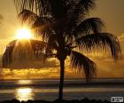 Zachód słońca, Palm
