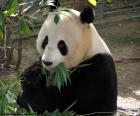 Panda wielka