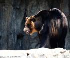 Niedźwiedź himalajski, jest średniej wielkości i mieszka w obszarach górskich Azji