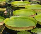 Duży liść lilii wodnych, rośliny wodne, które rosną w laguny, jeziora, stawy, bagna