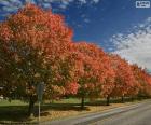 Drzewa jesienią