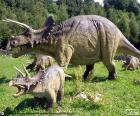 Triceratops były roślinożerne, z dużą głową z trzy rogi, jeden na ryju i dwa duże rogi nad oczami