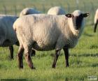 Owca, jest przeżuwaczy ssak udomowione za korzystanie z ich mięsa, mleka i skóry