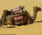 Dwa wielbłądy odpoczynku na pustyni