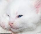 Biały kot twarzy