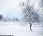 Pejzaż zimowy drzewa snowy