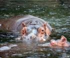 Hipopotamy w wodzie