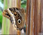 Piękny motyl Sowa, o nazwie na podobieństwo jego skrzydła w oczach sowy