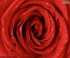 Red Rose wszystko