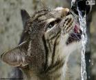 Kot napoje wody