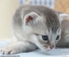 Szary i niebieskie oczy kota