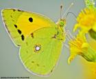 Motyl wapna